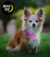 Nite Ize NiteHowl Mini Rechargeable Disc-O Select LED Safety Necklace - Good Dog People™