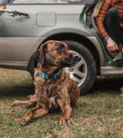 Ruffwear Crag™ Reflective Dog Collar (Canyon Oxbow) - Good Dog People™