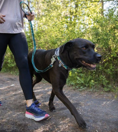 Ruffwear Crag™ Reflective & Multi-Use Dog Leash (Canyon Oxbow) - Good Dog People™