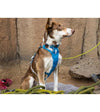 Ruffwear Flagline™ Lightweight & Multi-Use Dog Harness with Handle (Blue Dusk) - Good Dog People™