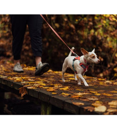 Ruffwear Hi & Light™ Lightweight Dog Harness (Lichen Green) - Good Dog People™