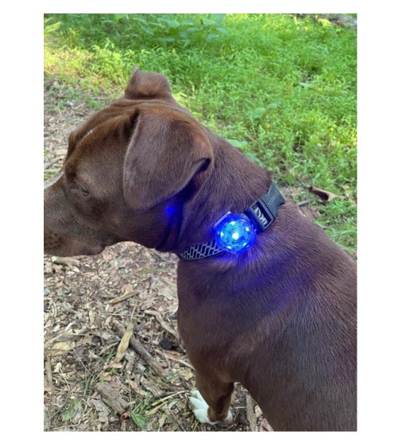 The Beacon™ Dog Safety Light