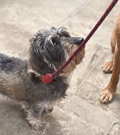 Sophie Allport Rope Collar (Red) - Good Dog People™