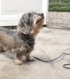 Sophie Allport Rope Lead (Teal) - Good Dog People™