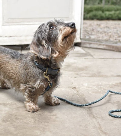 Sophie Allport Rope Lead (Teal) - Good Dog People™