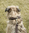 Sophie Allport Woof Leather Dog Collar - Good Dog People™