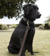 Sophie Allport Woof Leather Dog Collar - Good Dog People™