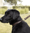 Sophie Allport Woof Leather Dog Collar - Good Dog People™