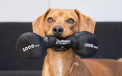 $18 ONLY: BarkShop Pupping Iron Dumbbell Dog Plush Toy