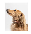 Wild One Anti-Odour Dog Collar (Blush) - Good Dog People™