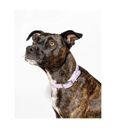 Wild One Anti-Odour Dog Collar (Lilac) - Good Dog People™