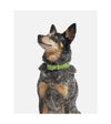 Wild One Anti-Odour Dog Collar (Moss) - Good Dog People™