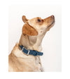 Wild One Anti-Odour Dog Collar (Navy) - Good Dog People™