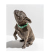 Wild One Anti-Odour Dog Collar (Spruce) - Good Dog People™