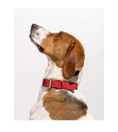 Wild One Anti-Odour Dog Collar (Strawberry) - Good Dog People™