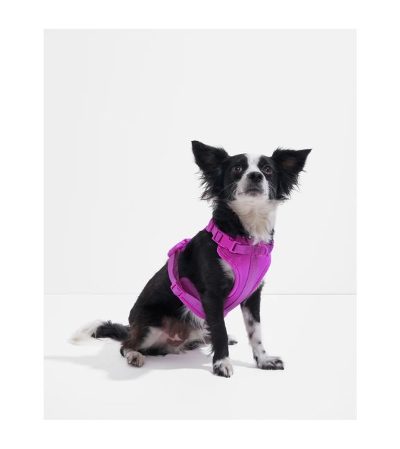 Wild One Comfort Dog Harness (Orchid) Good Dog People™
