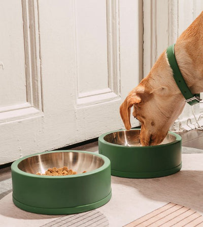 Wild One Nonslip Stainless Steel Dog Bowl (Spruce) - Good Dog People™