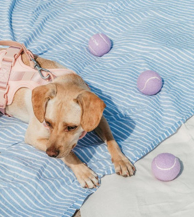 Wild One Tennis Balls Set Dog Toy (Lilac) - Good Dog People™