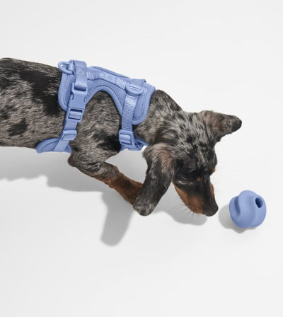 Wild One Twist Toss Dog Chew Toy (Navy) - Good Dog People™